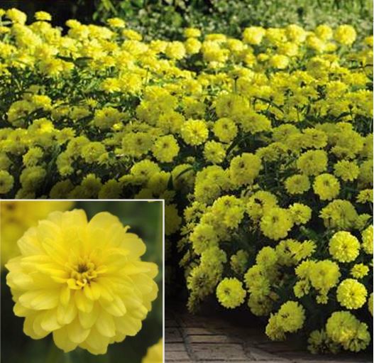 Zinnia Double Zahara Yellow (116)